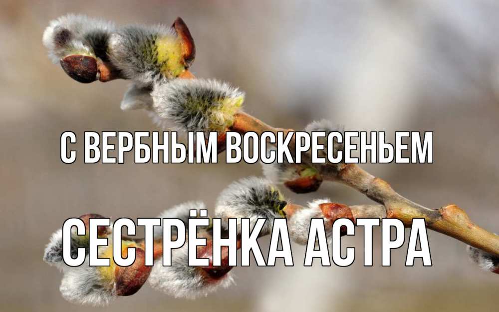 Открытка на каждый день с именем, Сестрёнка-Астра С вербным воскресеньем Верба Прикольная открытка с пожеланием онлайн скачать бесплатно 