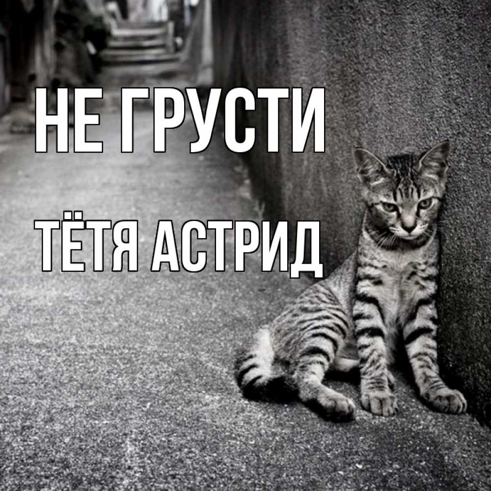 Открытка на каждый день с именем, Тётя-Астрид Не грусти скучающий котик Прикольная открытка с пожеланием онлайн скачать бесплатно 