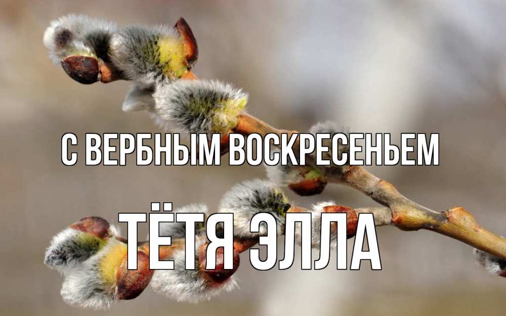 Открытка на каждый день с именем, Тётя-Элла С вербным воскресеньем Верба Прикольная открытка с пожеланием онлайн скачать бесплатно 