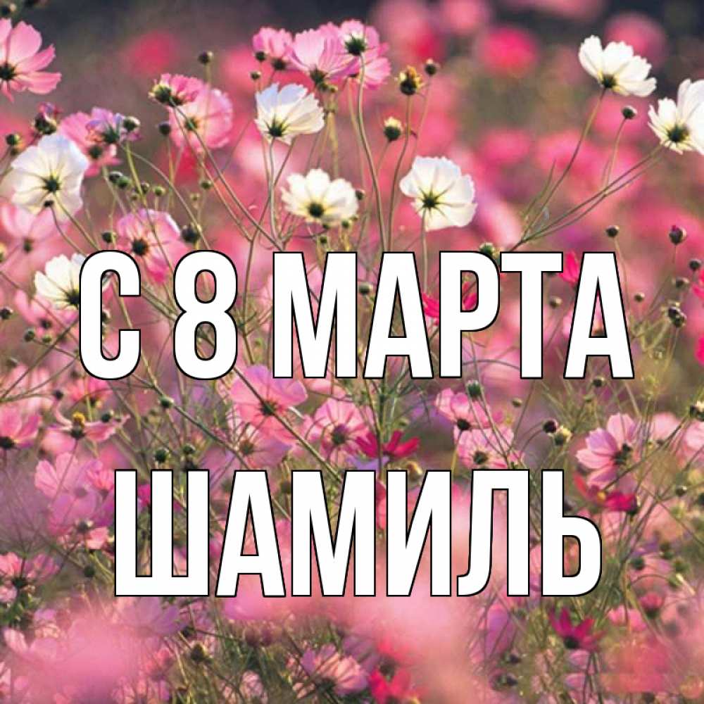 Открытка на каждый день с именем, Шамиль С 8 МАРТА красиво 1 Прикольная открытка с пожеланием онлайн скачать бесплатно 