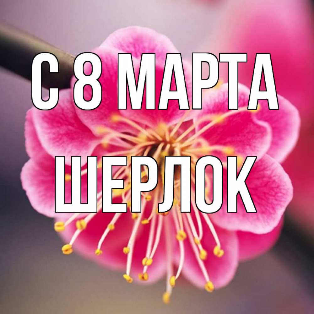 Открытка на каждый день с именем, Шерлок С 8 МАРТА цветы Прикольная открытка с пожеланием онлайн скачать бесплатно 