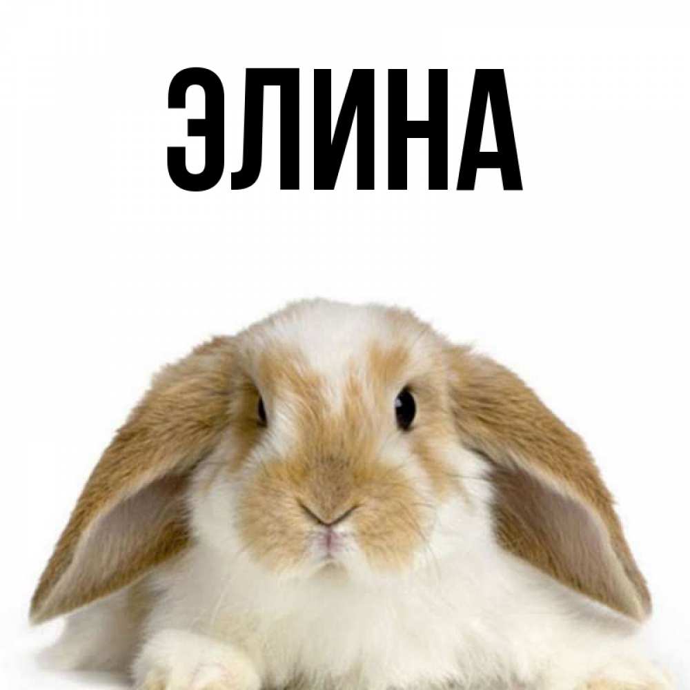 Открытка на каждый день с именем, Элина Главная коричнево белый заяц Прикольная открытка с пожеланием онлайн скачать бесплатно 