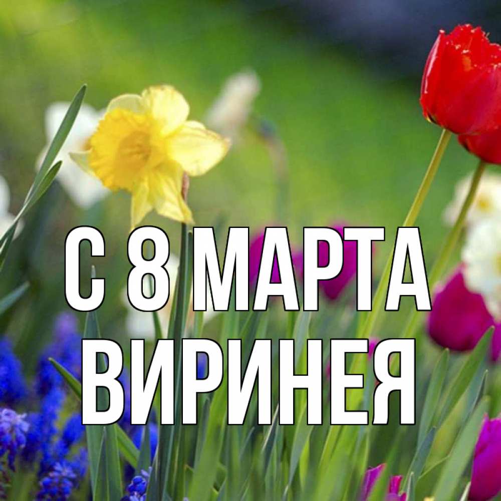 Открытка на каждый день с именем, Виринея С 8 МАРТА международный женский день 3 Прикольная открытка с пожеланием онлайн скачать бесплатно 