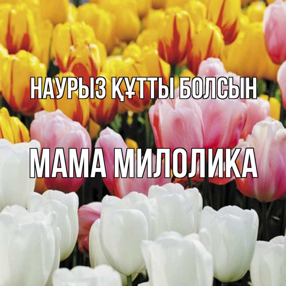 Открытка на каждый день с именем, Мама-Милолика Наурыз құтты болсын разноцветные цветы Прикольная открытка с пожеланием онлайн скачать бесплатно 