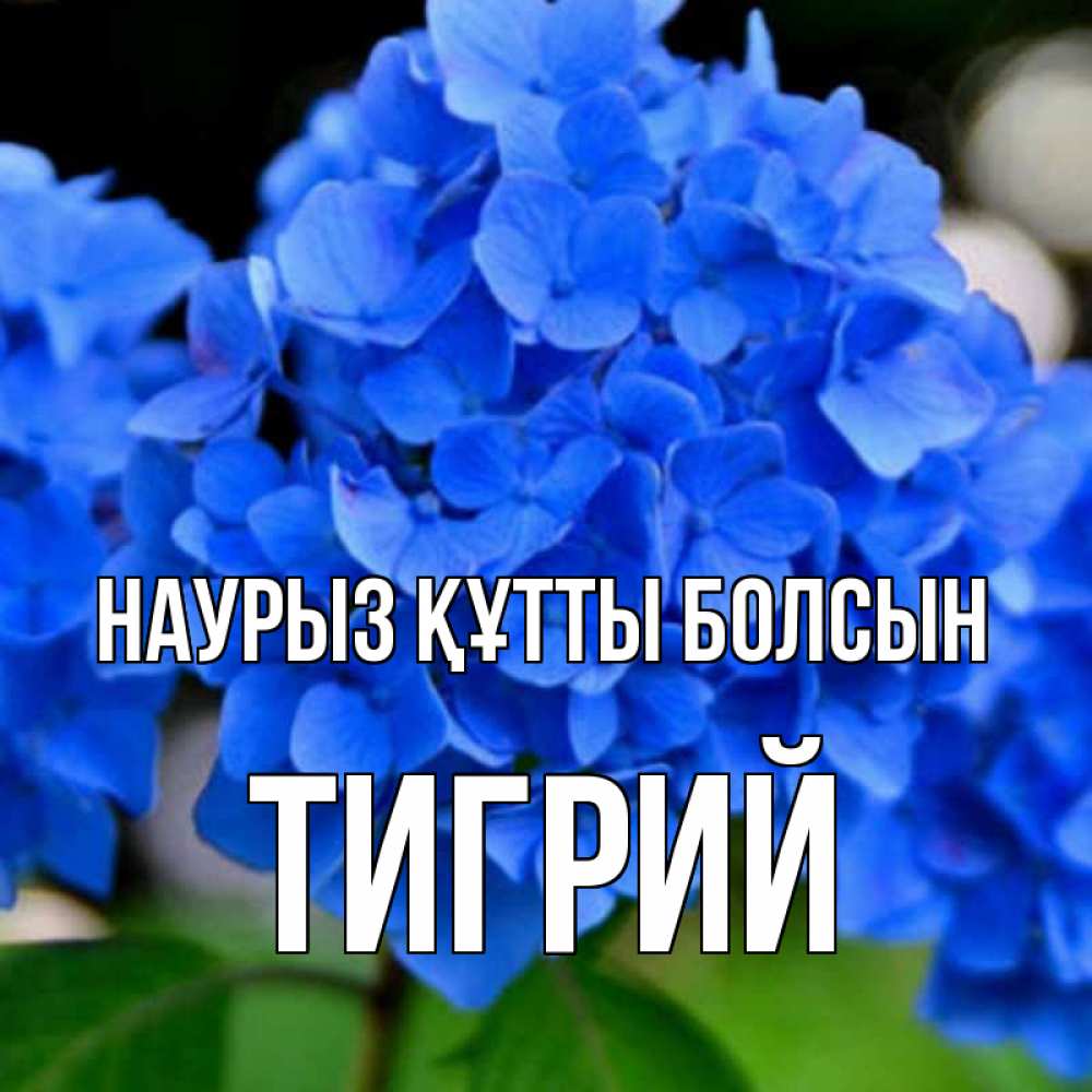 Открытка на каждый день с именем, Тигрий Наурыз құтты болсын синие цветы Прикольная открытка с пожеланием онлайн скачать бесплатно 