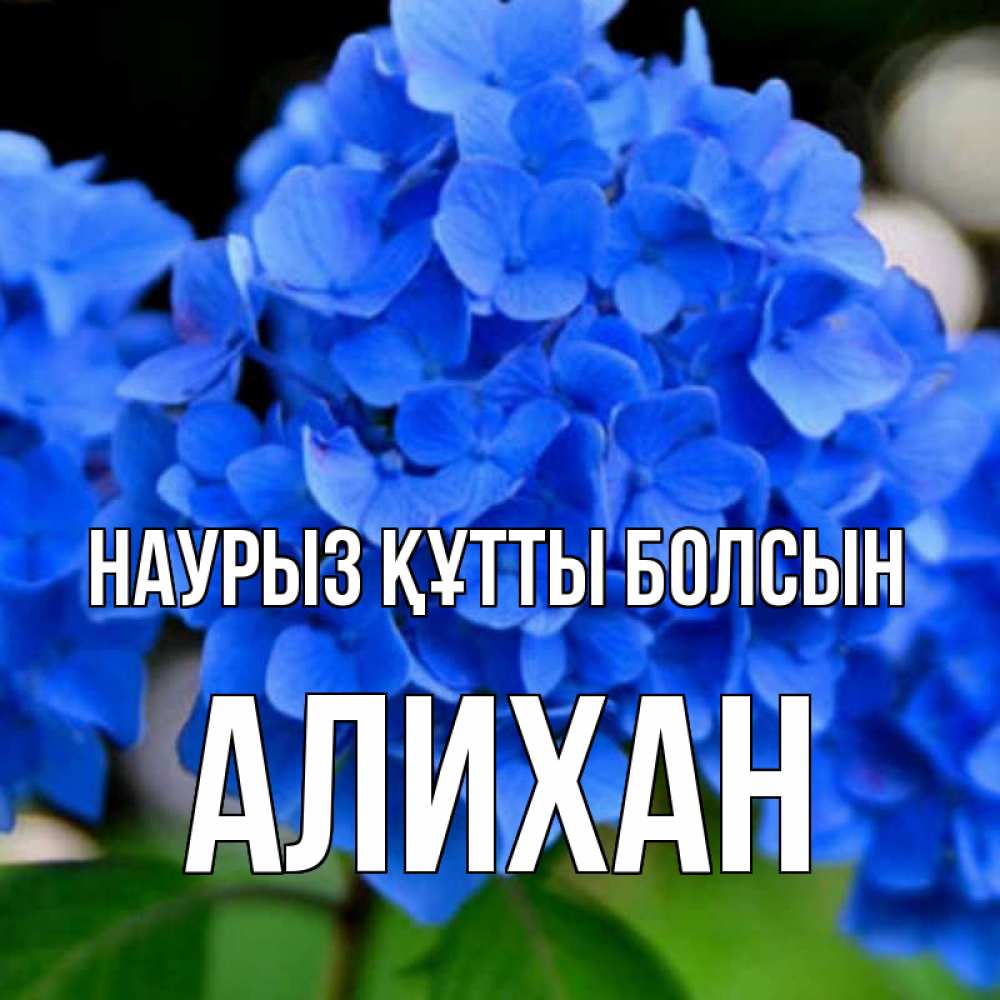 Открытка на каждый день с именем, Алихан Наурыз құтты болсын синие цветы Прикольная открытка с пожеланием онлайн скачать бесплатно 