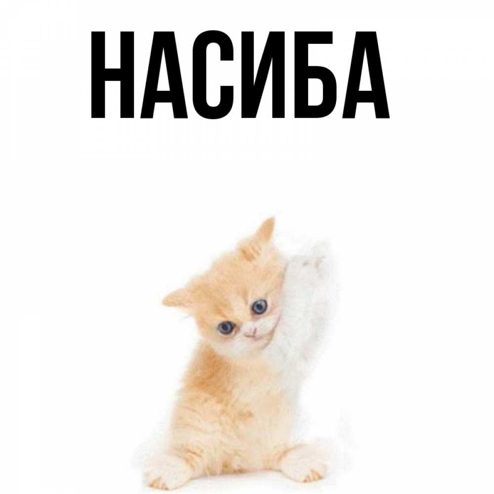 насиба картинка. что означает имя насиба. картинки с именем оксана. имя насиба. фото имя насиба.