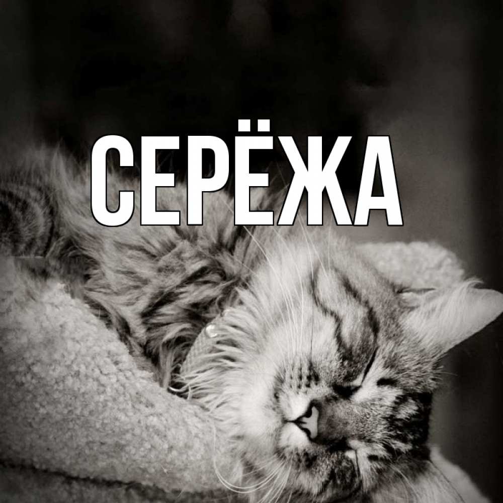 Открытка на каждый день с именем, Серёжа Главная котярик пушистый Прикольная открытка с пожеланием онлайн скачать бесплатно 