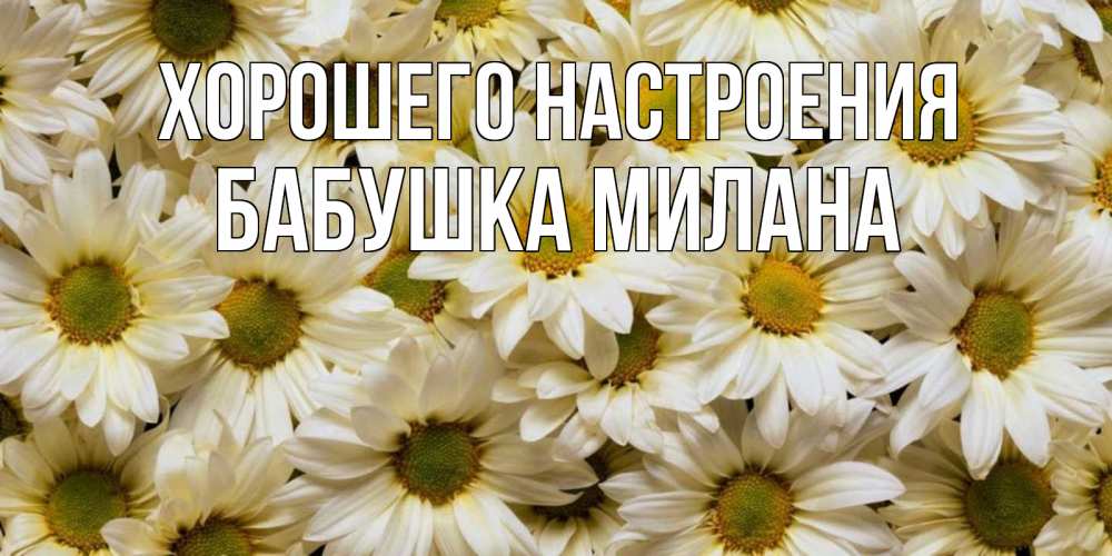 Открытка на каждый день с именем, Бабушка-Милана Хорошего настроения крупные ромашки Прикольная открытка с пожеланием онлайн скачать бесплатно 