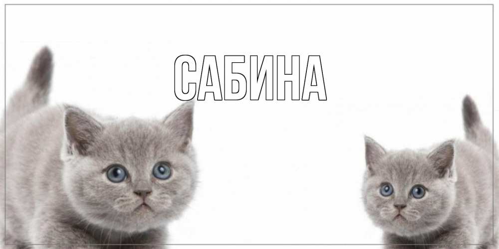 Открытка на каждый день с именем, Сабина Главная открытка с котами Прикольная открытка с пожеланием онлайн скачать бесплатно 