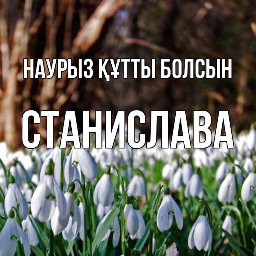Открытка на каждый день с именем, Станислава Наурыз құтты болсын с подснежниками 1 Прикольная открытка с пожеланием онлайн скачать бесплатно 