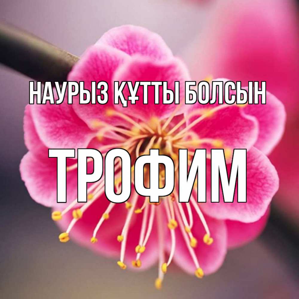 Открытка на каждый день с именем, Трофим Наурыз құтты болсын цветы Прикольная открытка с пожеланием онлайн скачать бесплатно 
