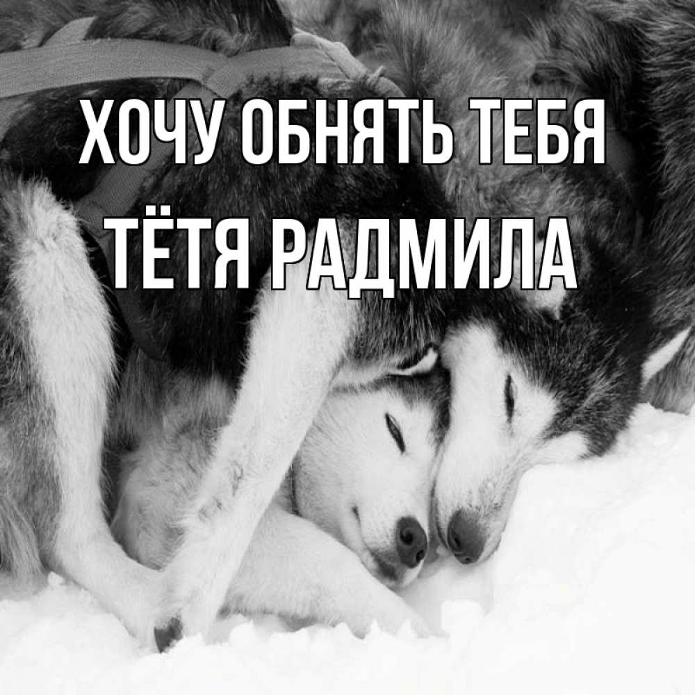 Открытка на каждый день с именем, Тётя-Радмила Хочу обнять тебя собачки в упряжке Прикольная открытка с пожеланием онлайн скачать бесплатно 