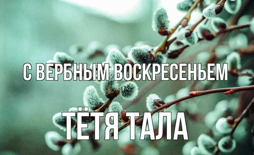 Открытка на каждый день с именем, Тётя-Тала С вербным воскресеньем верба Прикольная открытка с пожеланием онлайн скачать бесплатно 