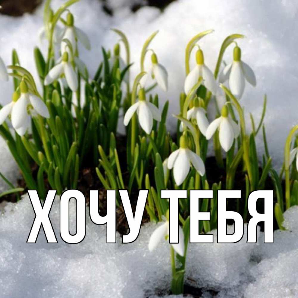 Открытка на каждый день с именем, Хочу-тебя Главная цветы весенние Прикольная открытка с пожеланием онлайн скачать бесплатно 