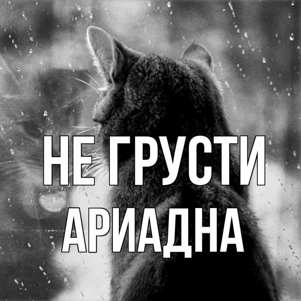 Открытка на каждый день с именем, Ариадна Не грусти отражение кота 1 Прикольная открытка с пожеланием онлайн скачать бесплатно 