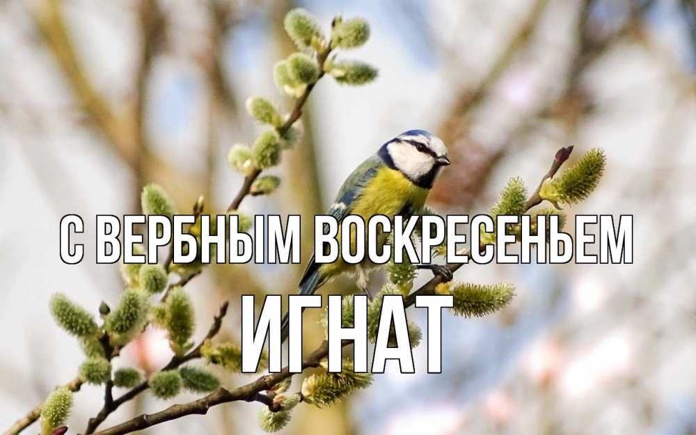 Открытка на каждый день с именем, Игнат С вербным воскресеньем верба Прикольная открытка с пожеланием онлайн скачать бесплатно 