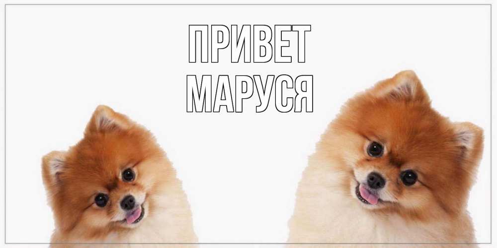 Открытка на каждый день с именем, Маруся Привет привет Прикольная открытка с пожеланием онлайн скачать бесплатно 