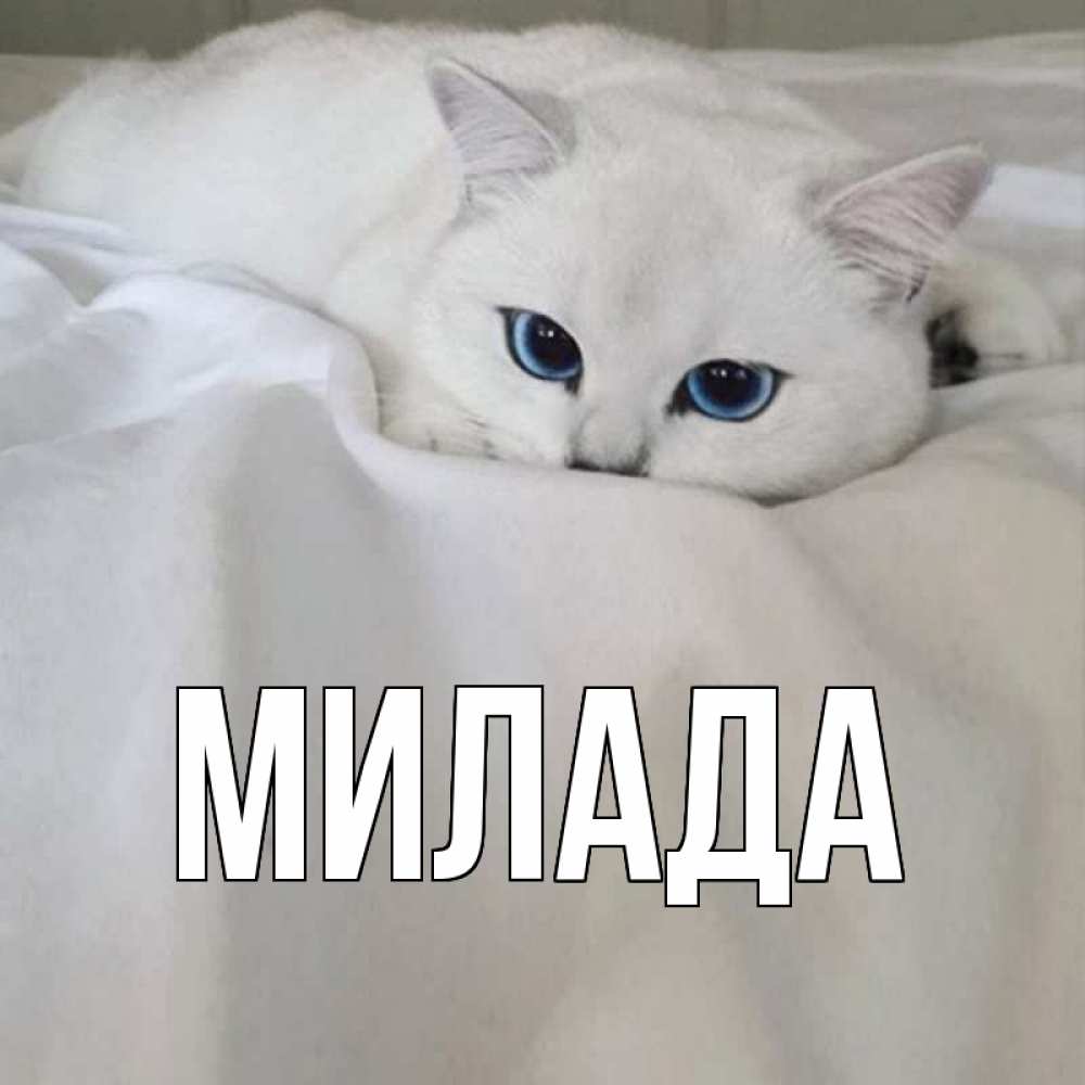 Открытка на каждый день с именем, Милада Главная белый кот с голубыми глазами на белоснежной кровати Прикольная открытка с пожеланием онлайн скачать бесплатно 