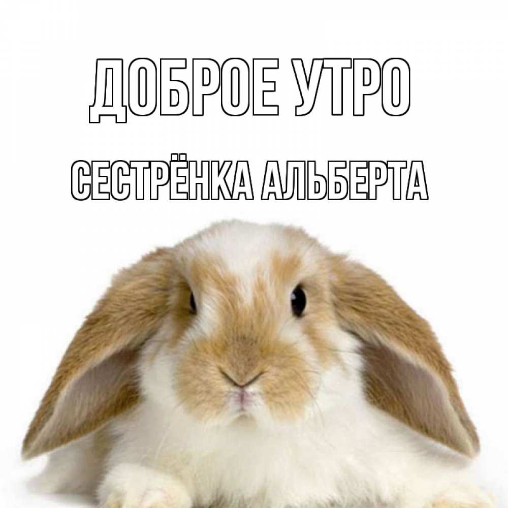 Открытка на каждый день с именем, Сестрёнка-Альберта Доброе утро прикольные открытки на каждый день Прикольная открытка с пожеланием онлайн скачать бесплатно 