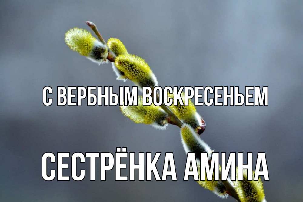 Открытка на каждый день с именем, Сестрёнка-Амина С вербным воскресеньем верба Прикольная открытка с пожеланием онлайн скачать бесплатно 