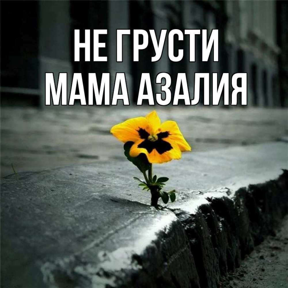 Открытка на каждый день с именем, Мама-Азалия Не грусти не сдавайся Прикольная открытка с пожеланием онлайн скачать бесплатно 