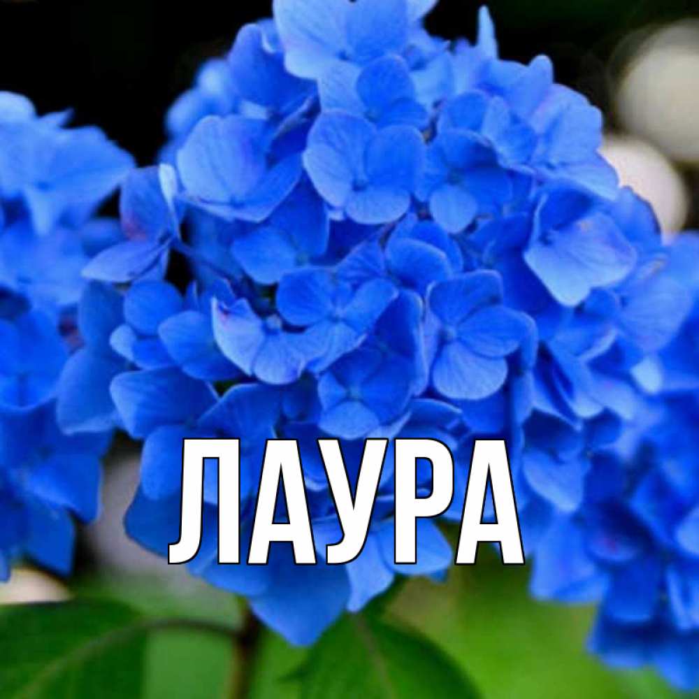 Картинка  с именем , Лаура