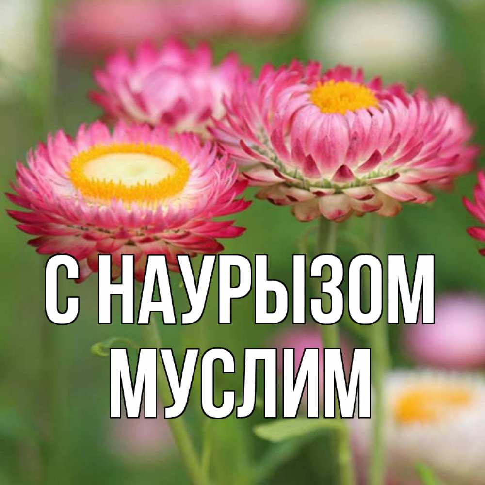 Открытка на каждый день с именем, Муслим С наурызом подарок на международный женский день Прикольная открытка с пожеланием онлайн скачать бесплатно 