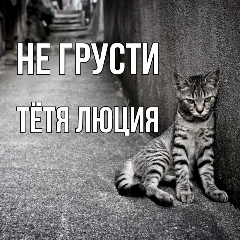 Открытка на каждый день с именем, Тётя-Люция Не грусти скучающий котик Прикольная открытка с пожеланием онлайн скачать бесплатно 