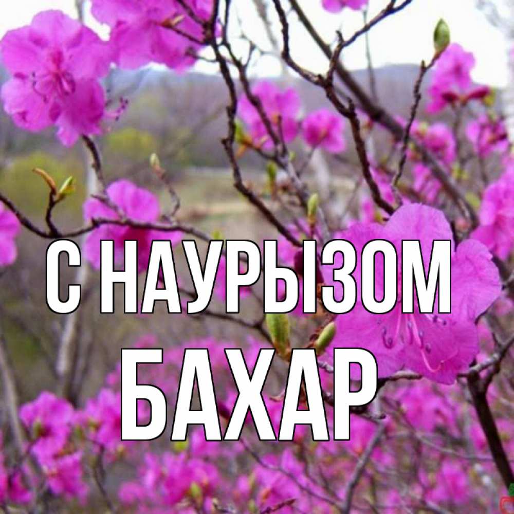 Картинка С наурызом, Бахар
