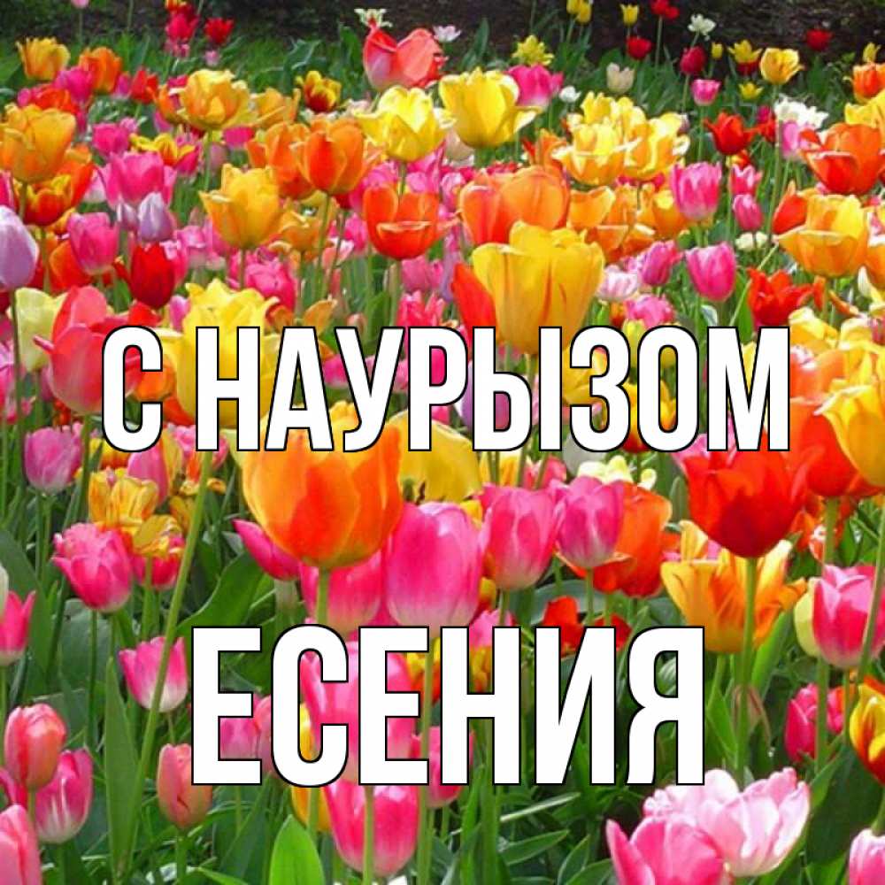 Открытка на каждый день с именем, Есения С наурызом праздник весны наурыз 4 Прикольная открытка с пожеланием онлайн скачать бесплатно 