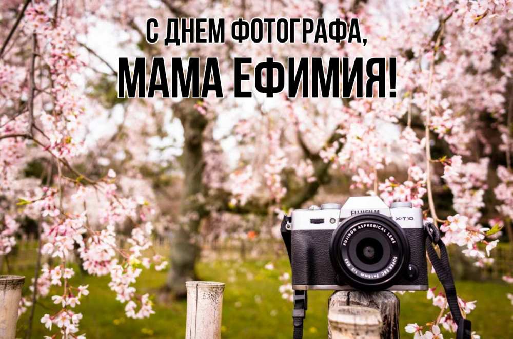 Открытка на каждый день с именем, Мама-Ефимия С днем фотографа сирень с днем фотографа, фотоаппарат Прикольная открытка с пожеланием онлайн скачать бесплатно 