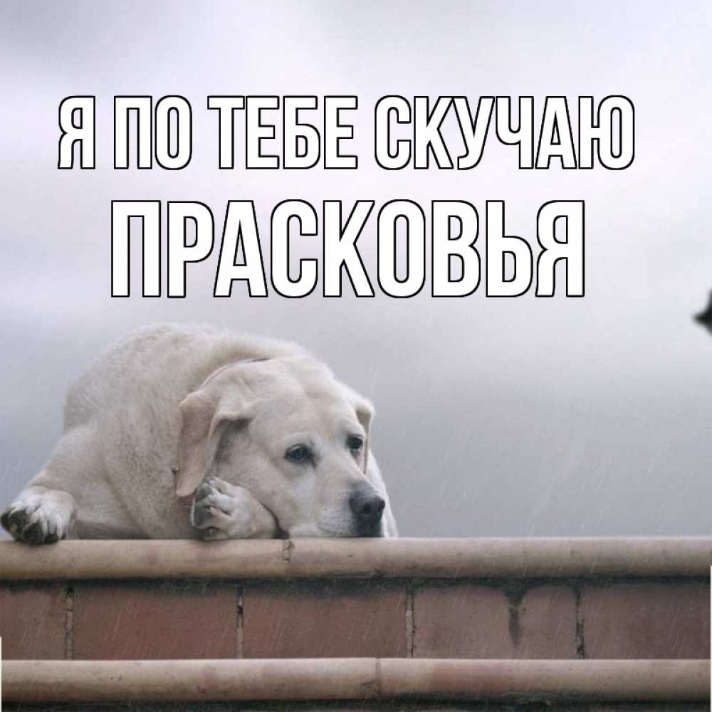 Открытка на каждый день с именем, Прасковья Я по тебе скучаю ждет Прикольная открытка с пожеланием онлайн скачать бесплатно 