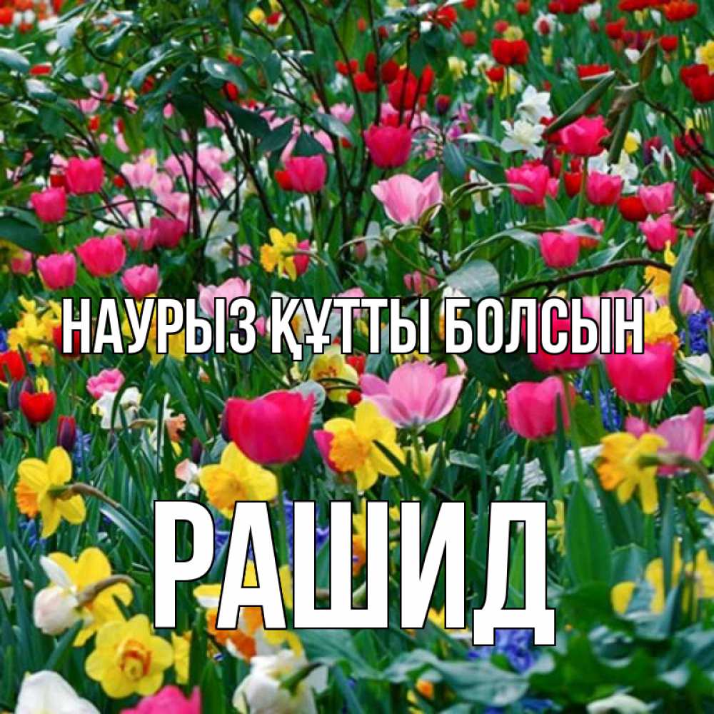 Открытка на каждый день с именем, Рашид Наурыз құтты болсын с наурызом поздравления для женщины Прикольная открытка с пожеланием онлайн скачать бесплатно 