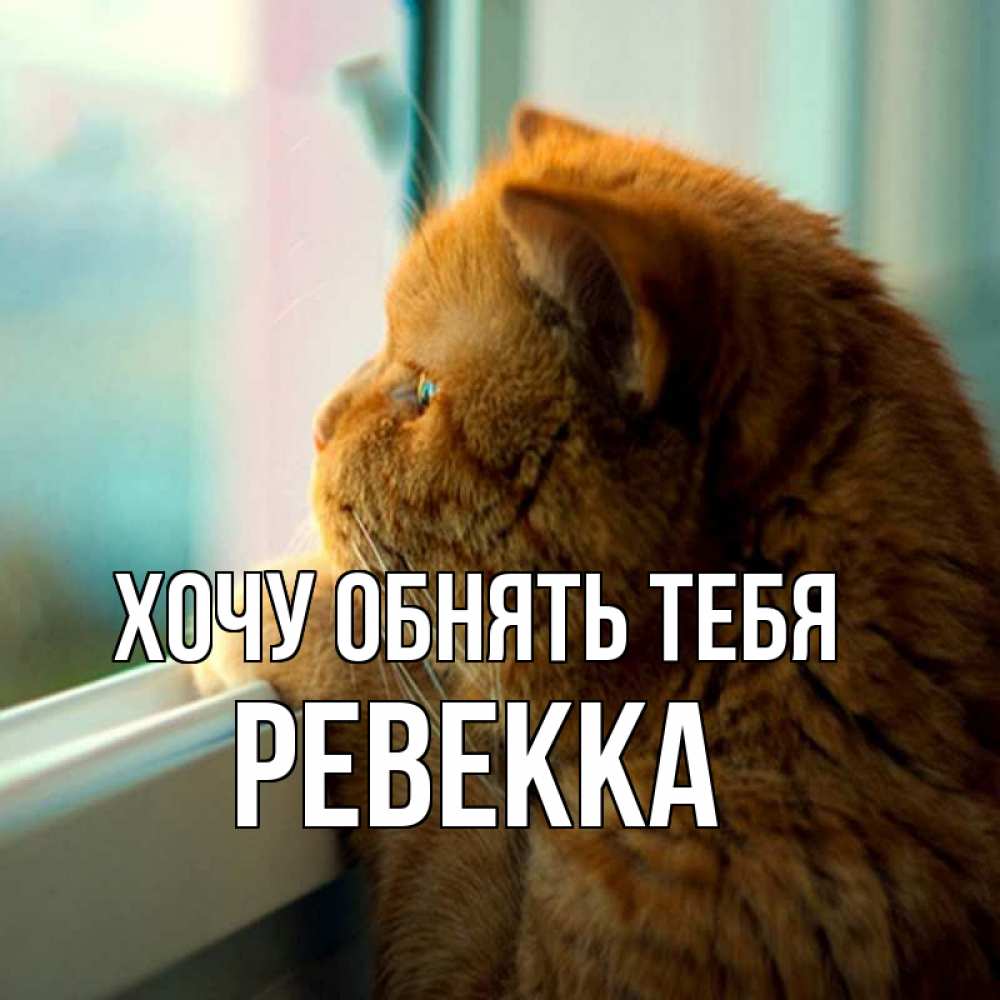 Открытка на каждый день с именем, Ревекка Хочу обнять тебя большой огромный рыжий котяра Прикольная открытка с пожеланием онлайн скачать бесплатно 