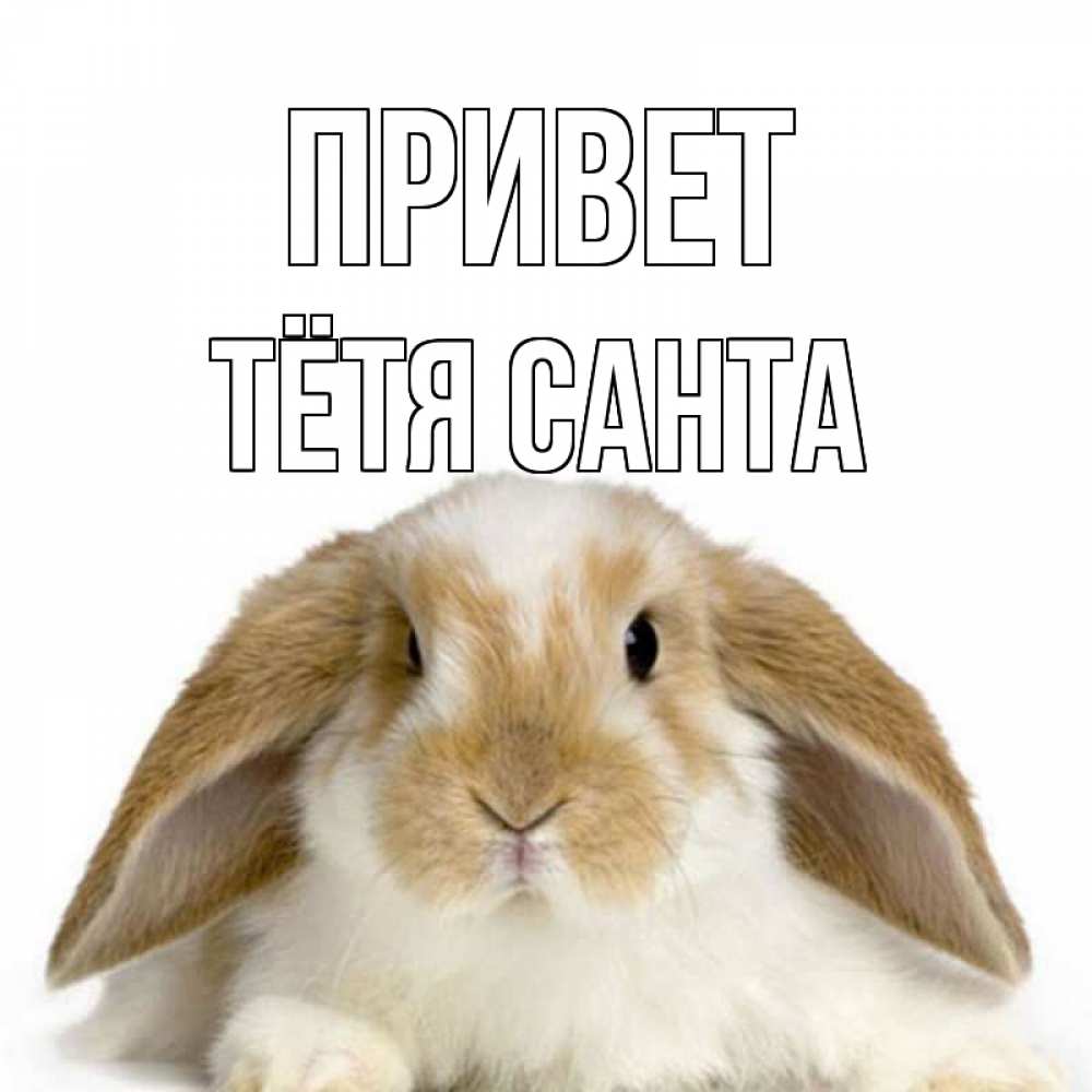 Открытка на каждый день с именем, Тётя-Санта Привет с животными Прикольная открытка с пожеланием онлайн скачать бесплатно 