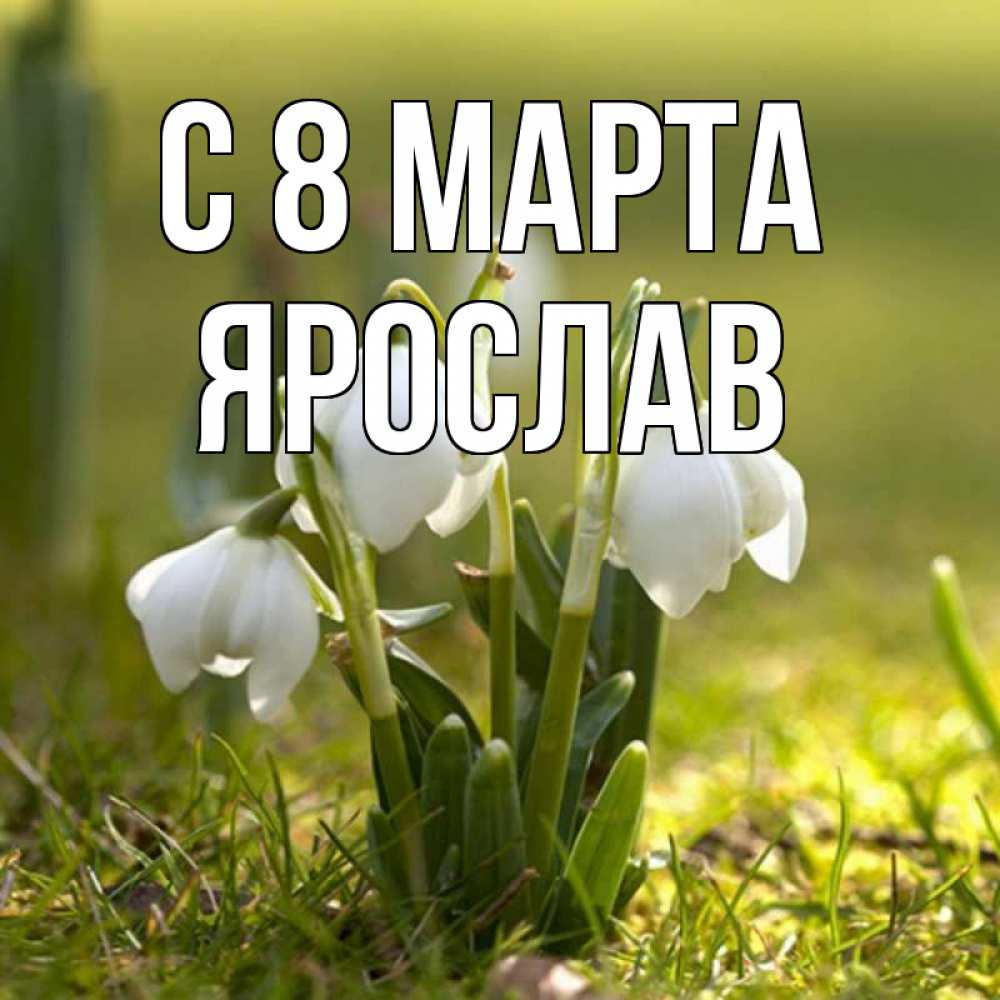Открытка на каждый день с именем, Ярослав С 8 МАРТА ранние цветы 2 Прикольная открытка с пожеланием онлайн скачать бесплатно 