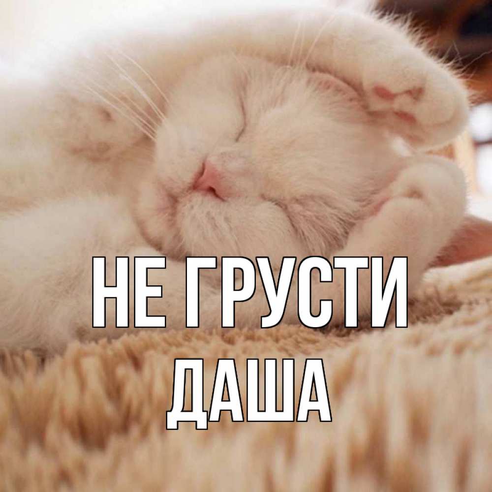 Открытка на каждый день с именем, даша Не грусти белый кот Прикольная открытка с пожеланием онлайн скачать бесплатно 