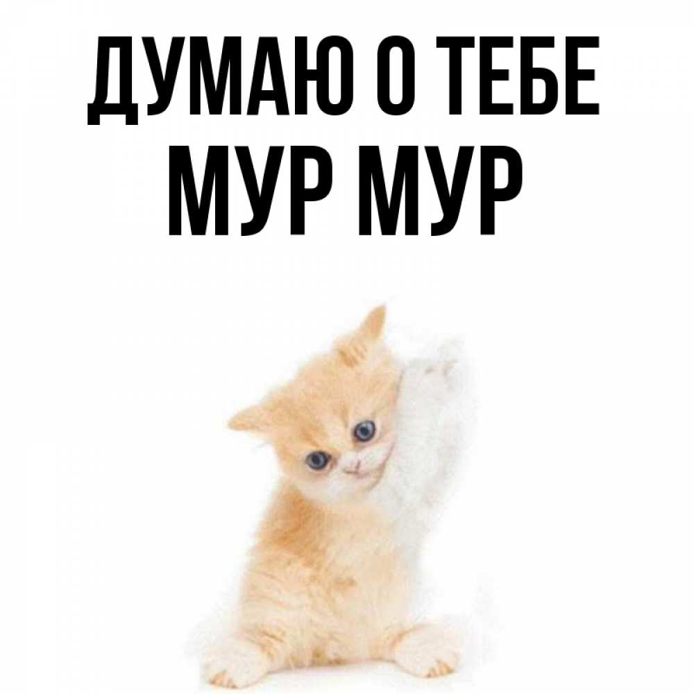 Мур картинки прикольные