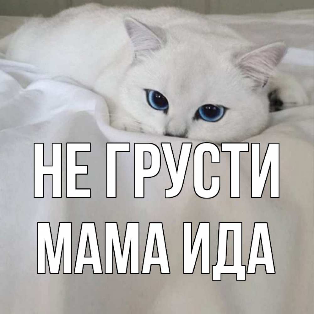 Открытка на каждый день с именем, Мама-Ида Не грусти белый кот с голубыми глазами на белоснежной кровати Прикольная открытка с пожеланием онлайн скачать бесплатно 
