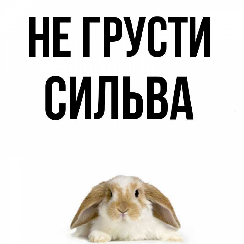 Открытка на каждый день с именем, Сильва Не грусти коричнево белый заяц с большими ушками Прикольная открытка с пожеланием онлайн скачать бесплатно 