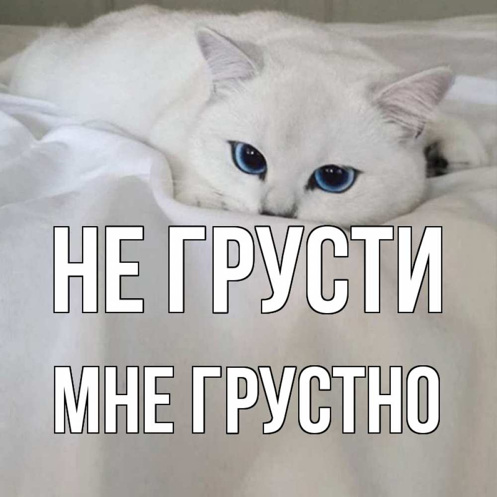 Открытка на каждый день с именем, Мне-грустно Не грусти белый кот с голубыми глазами на белоснежной кровати Прикольная открытка с пожеланием онлайн скачать бесплатно 