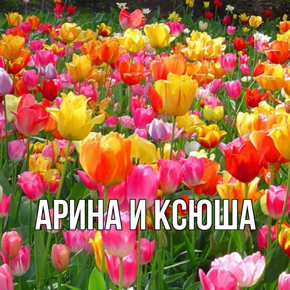 Открытка на каждый день с именем, Арина-и-Ксюша Главная на международный женский день Прикольная открытка с пожеланием онлайн скачать бесплатно 