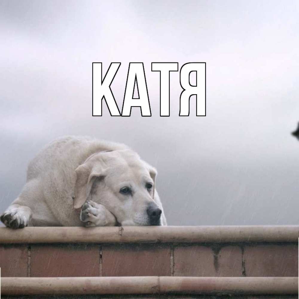Открытка на каждый день с именем, Катя Главная белый пес 1 Прикольная открытка с пожеланием онлайн скачать бесплатно 