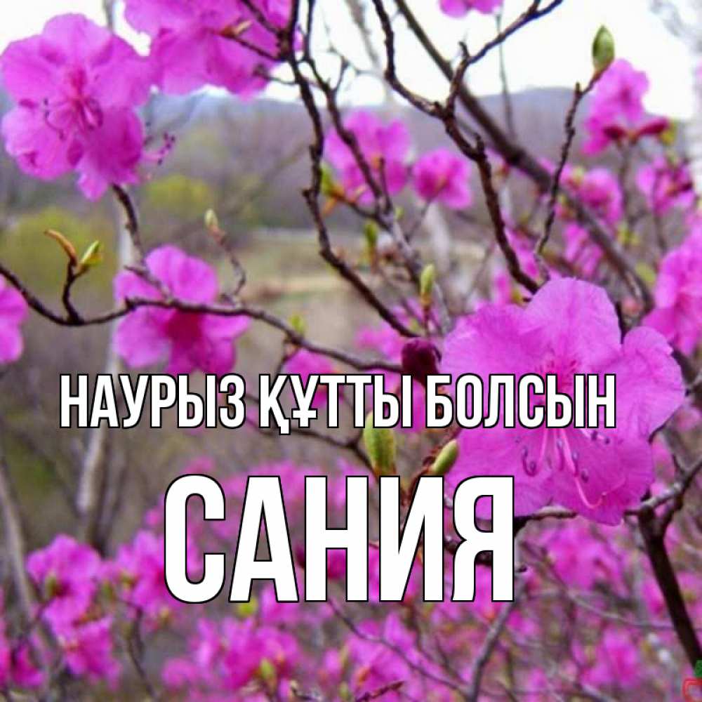 Открытка на каждый день с именем, Сания Наурыз құтты болсын наурыз мейрамы кутты болсын Прикольная открытка с пожеланием онлайн скачать бесплатно 
