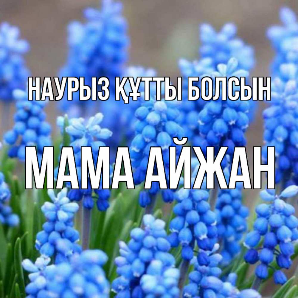 Открытка на каждый день с именем, Мама-Айжан Наурыз құтты болсын Поздравительная открытка для женщин с цветами на праздничную дату Прикольная открытка с пожеланием онлайн скачать бесплатно 