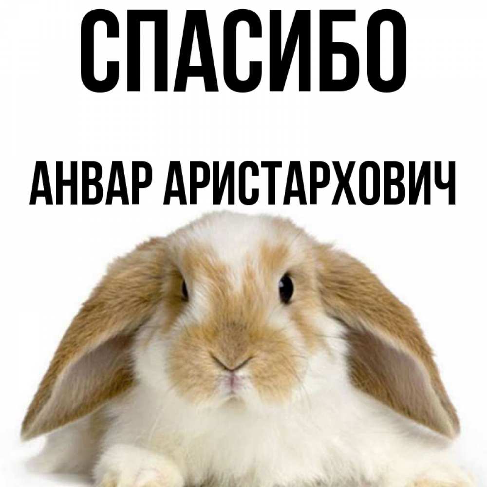 Заяц Благодарит