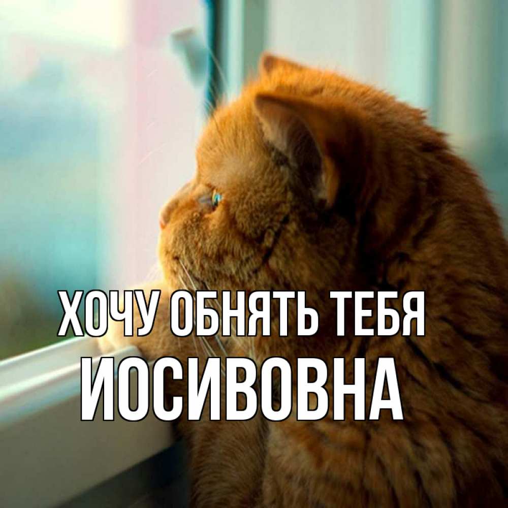 Открытка на каждый день с именем, Иосивовна Хочу обнять тебя большой огромный рыжий котяра Прикольная открытка с пожеланием онлайн скачать бесплатно 