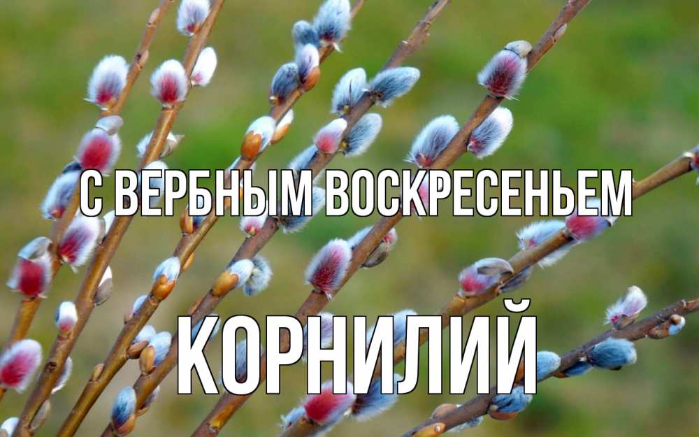 Открытка на каждый день с именем, Корнилий С вербным воскресеньем верба Прикольная открытка с пожеланием онлайн скачать бесплатно 