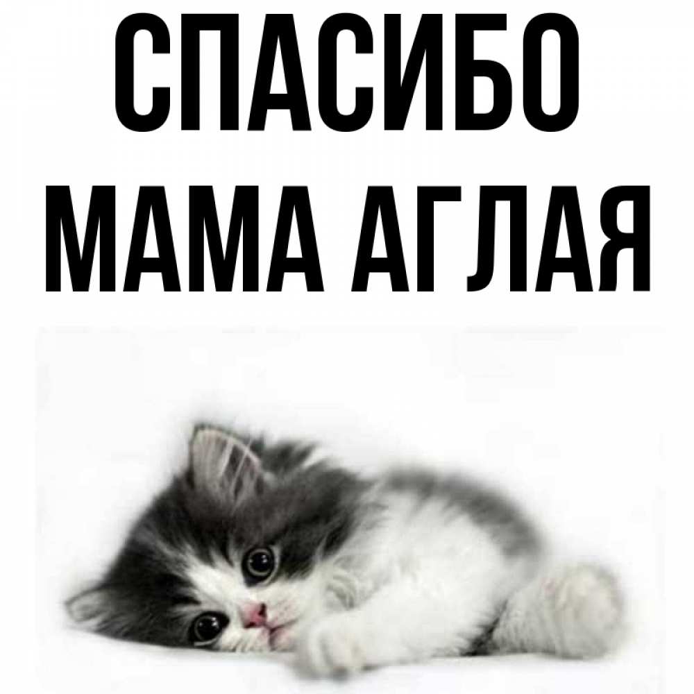 Открытка на каждый день с именем, Мама-Аглая Спасибо черный и белый кот Прикольная открытка с пожеланием онлайн скачать бесплатно 